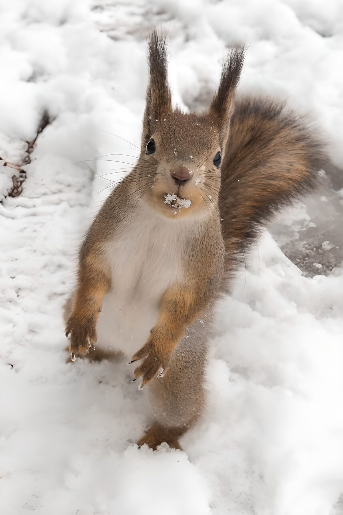 OCUK46249: Squirrel in Winter Wonderland