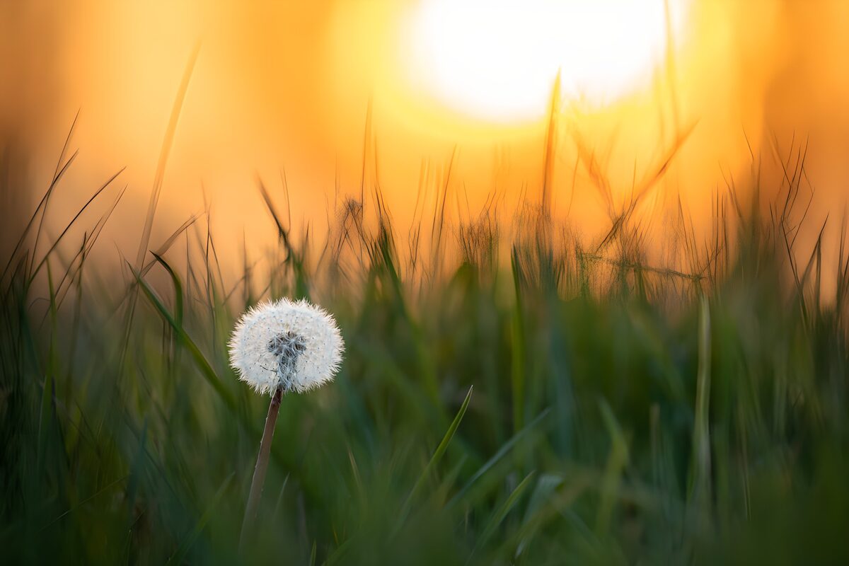 Dandelion Glow at Sunset
