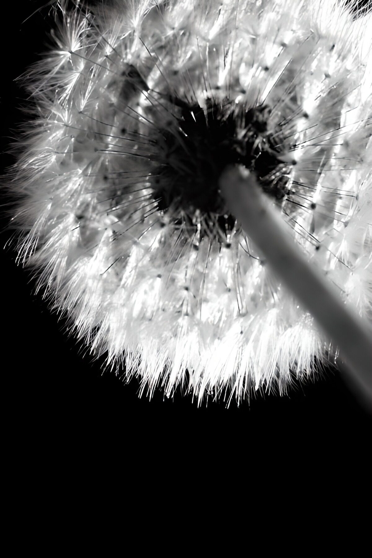 OCUK36489: Flower photo 138