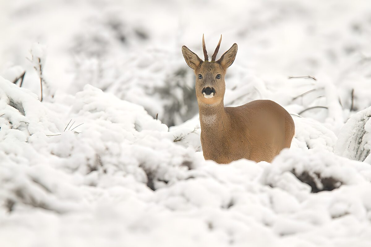 Winter's Watchful Roe Deer