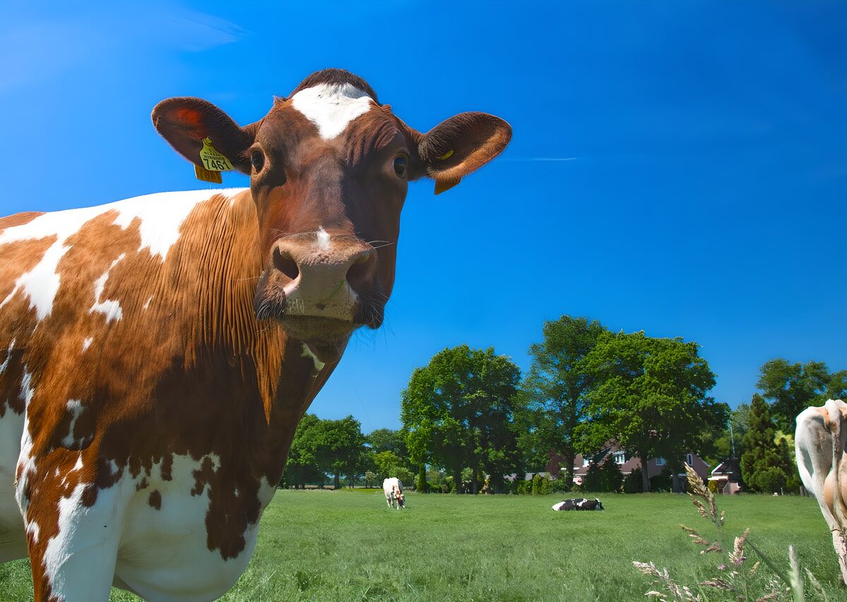 OCUK18911: A red coloured cow