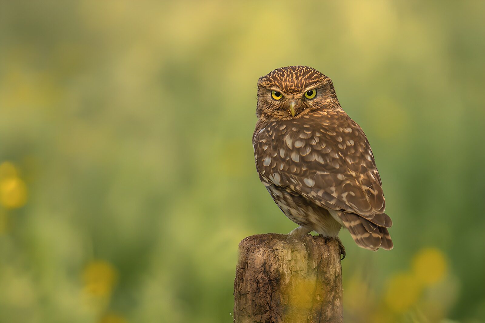 OCUK41441: Watchful Owl on a Sunny Day