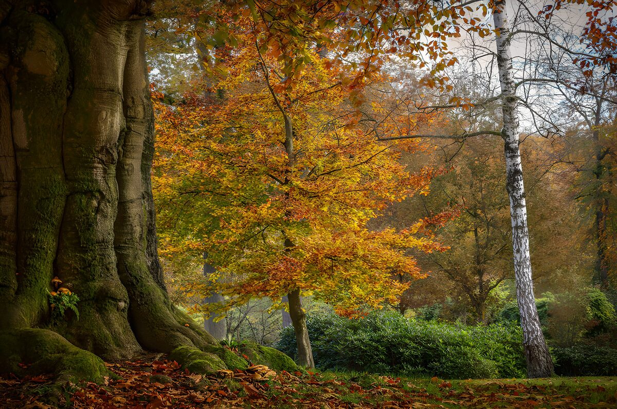 OCUK17024: Autumn Colors in a Serene Forest