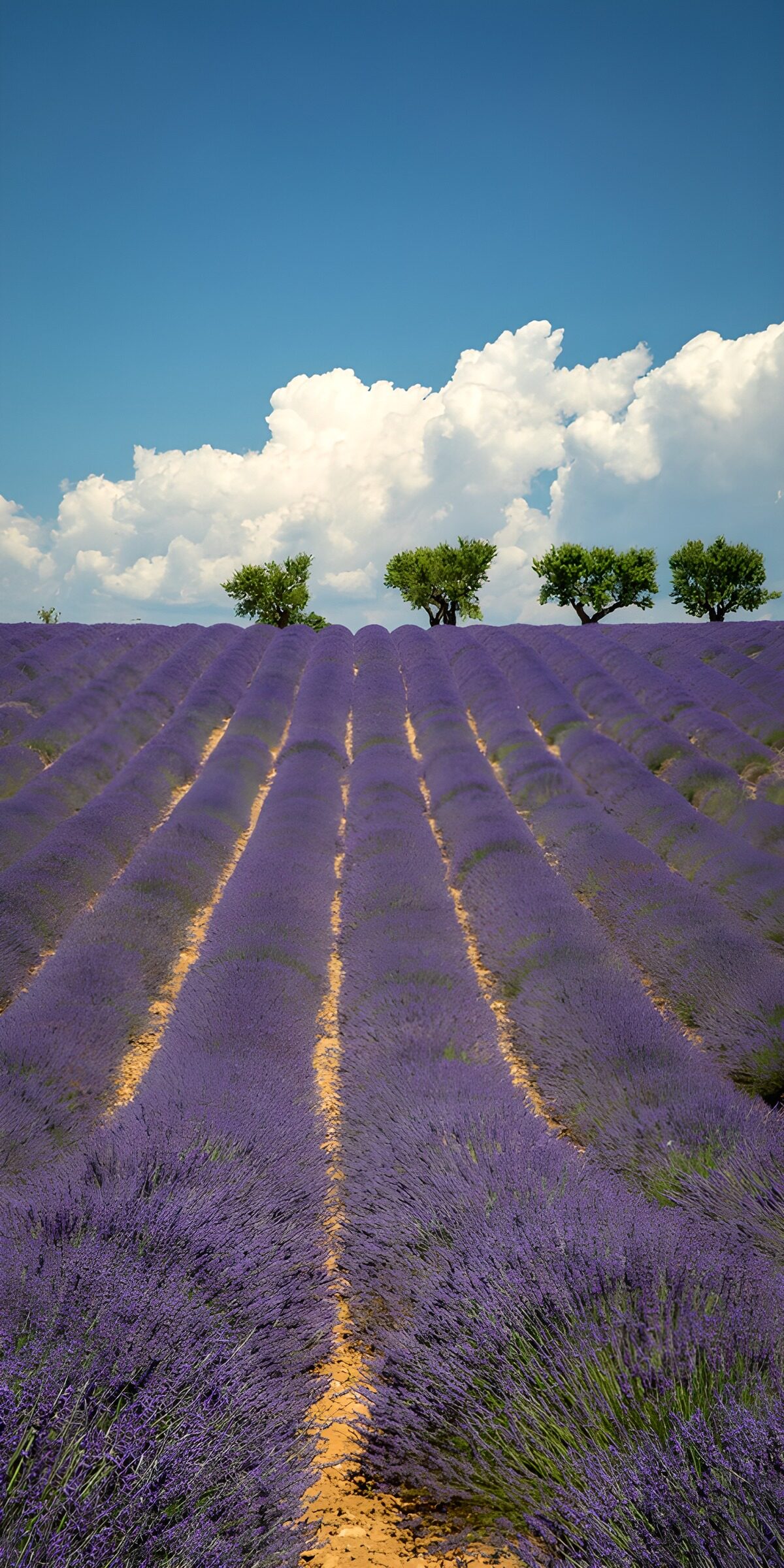 OCUK92142: Lavender Fields Under a Blue Sky