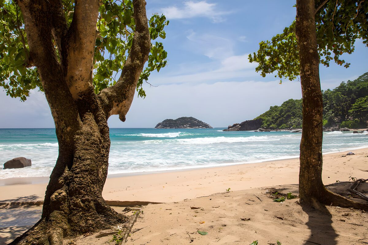 OCUK18764: Serene Beach View Under Tree Canopies