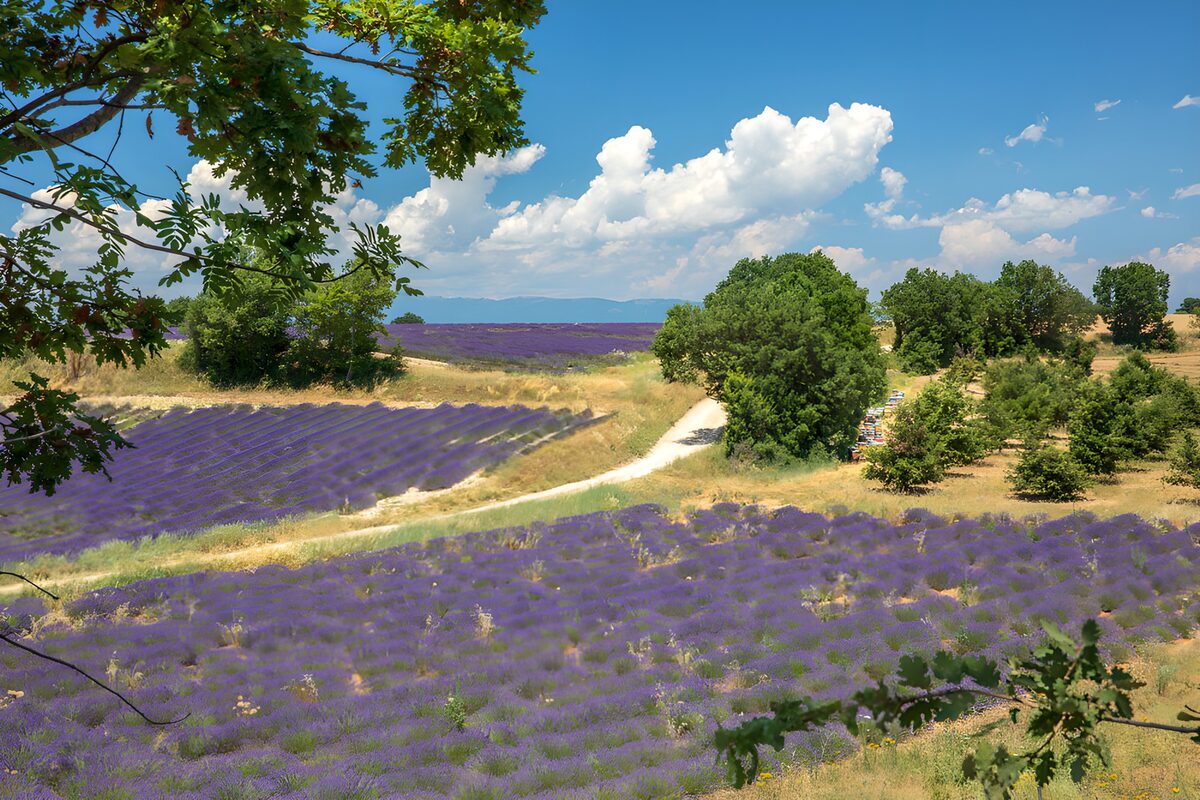 OCUK53705: Lavender Fields Under Clear Skies