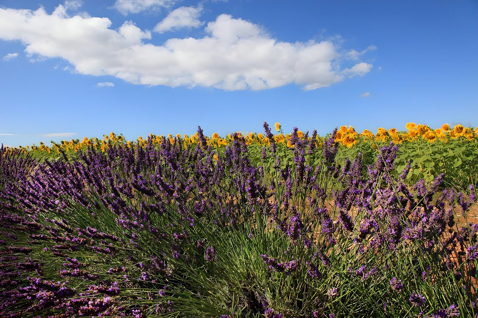OCUK45847: Lavender and Sunflowers in Bloom