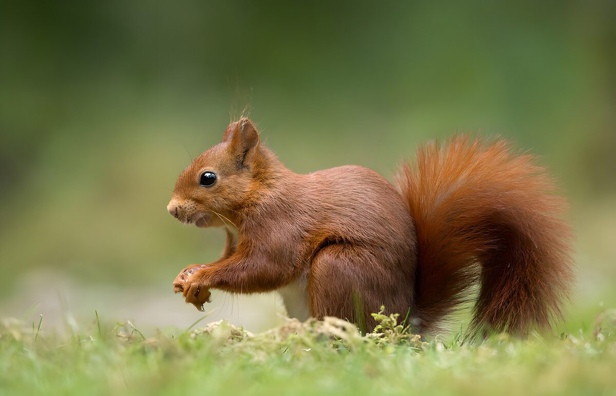 OCUK11749: Curious Red Squirrel in Nature