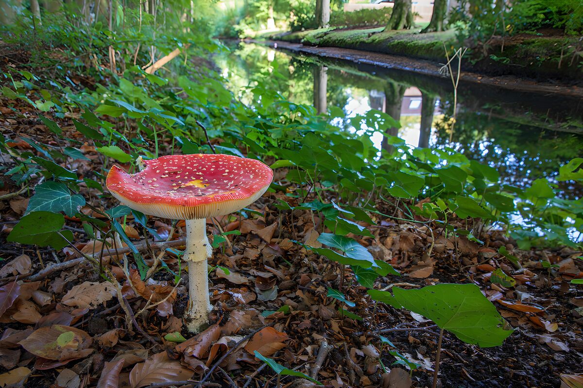 Vibrant Red Mushroom by the Water