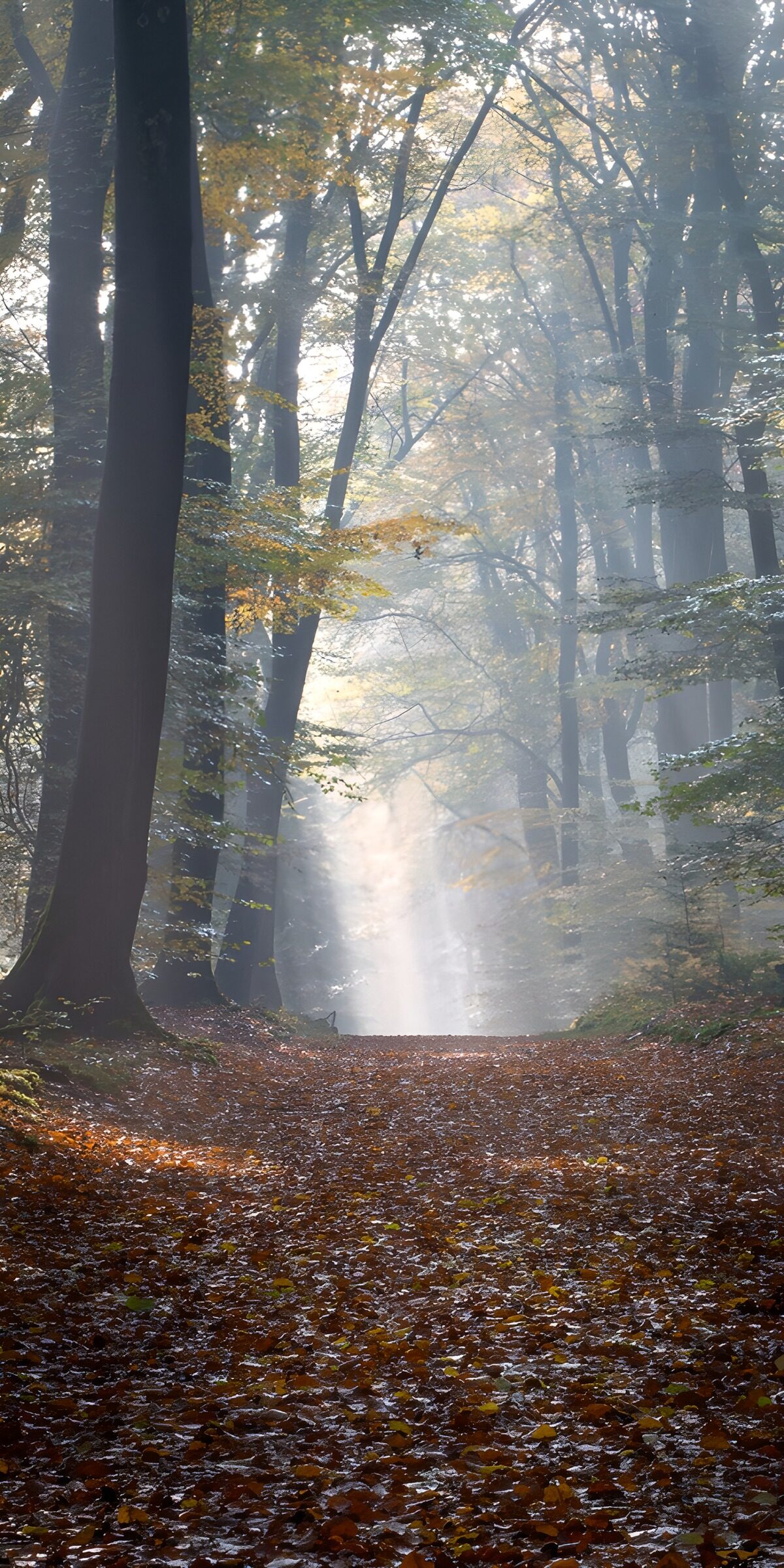 OCUK95366: Mystical Autumn Forest Pathway