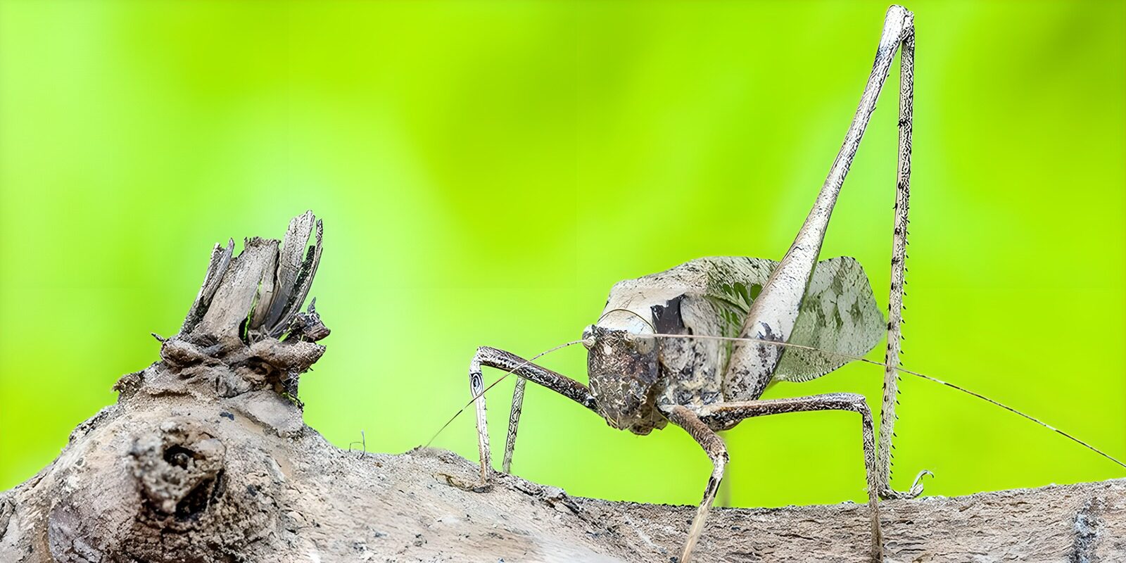 OCUK62151: Camouflaged Cricket on Wood