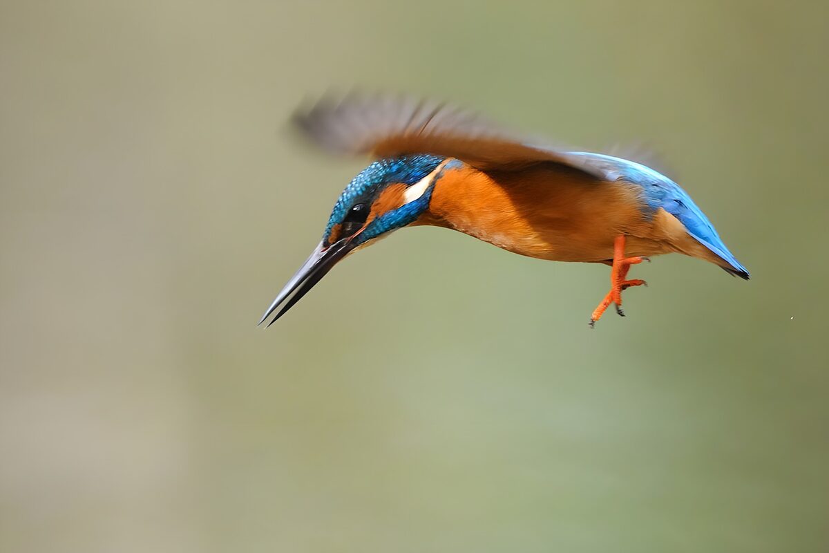 Vibrant Kingfisher in Flight