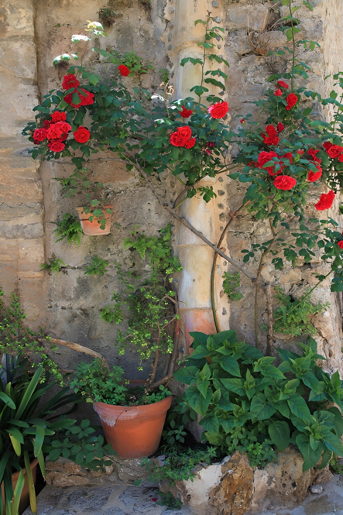 OCUK80009: Vibrant Roses on a Rustic Wall