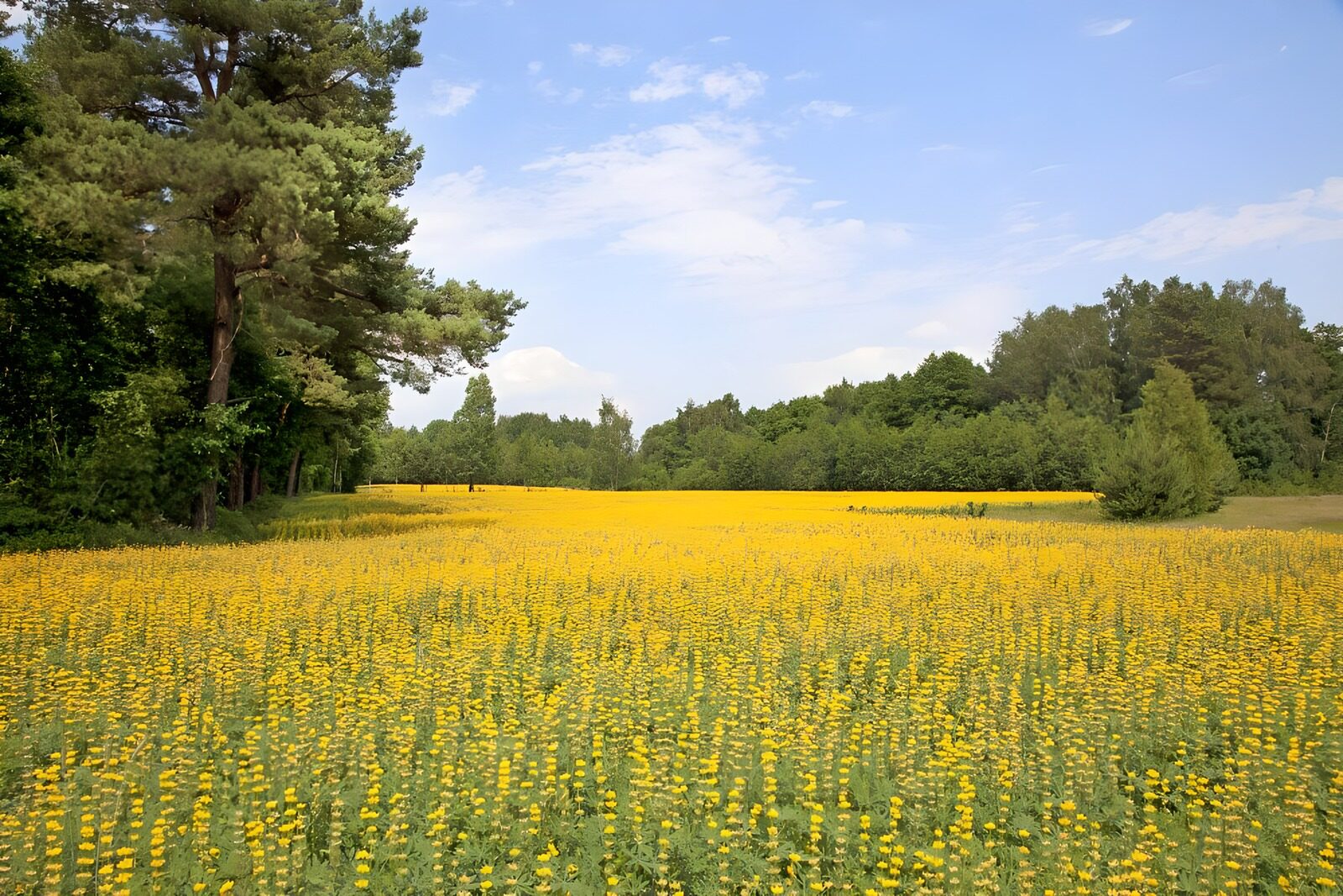 OCUK68603: Vibrant Yellow Flower Field Under Blue Sky