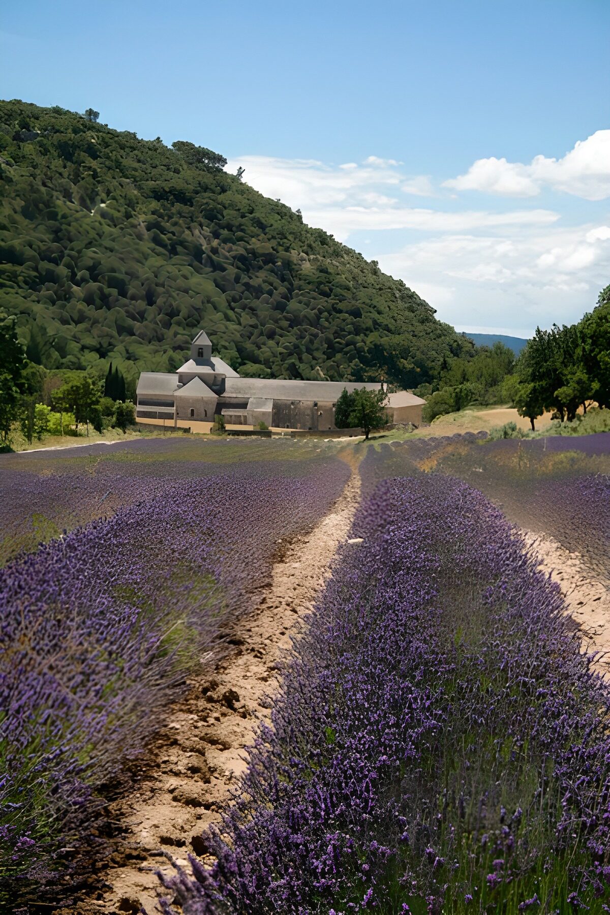 OCUK41965: Lavender fields 3