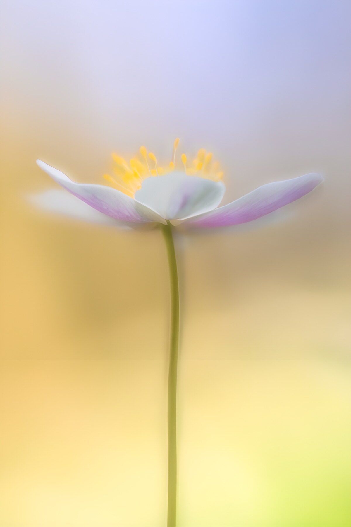 OCUK16602: Ethereal Flower in Soft Focus