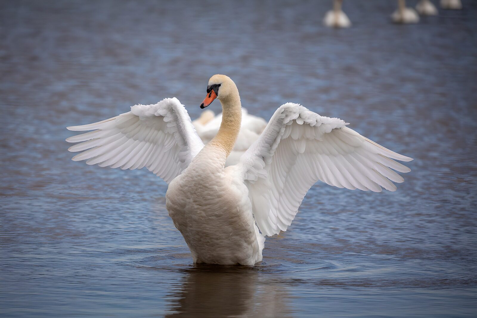 OCUK72977: Majestic Swan Spreading Its Wings