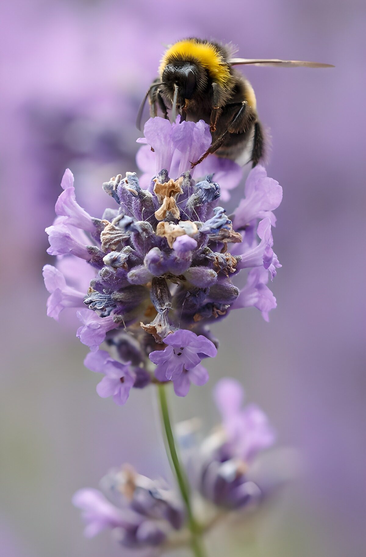 OCUK93545: Bee Collecting Nectar from Lavender