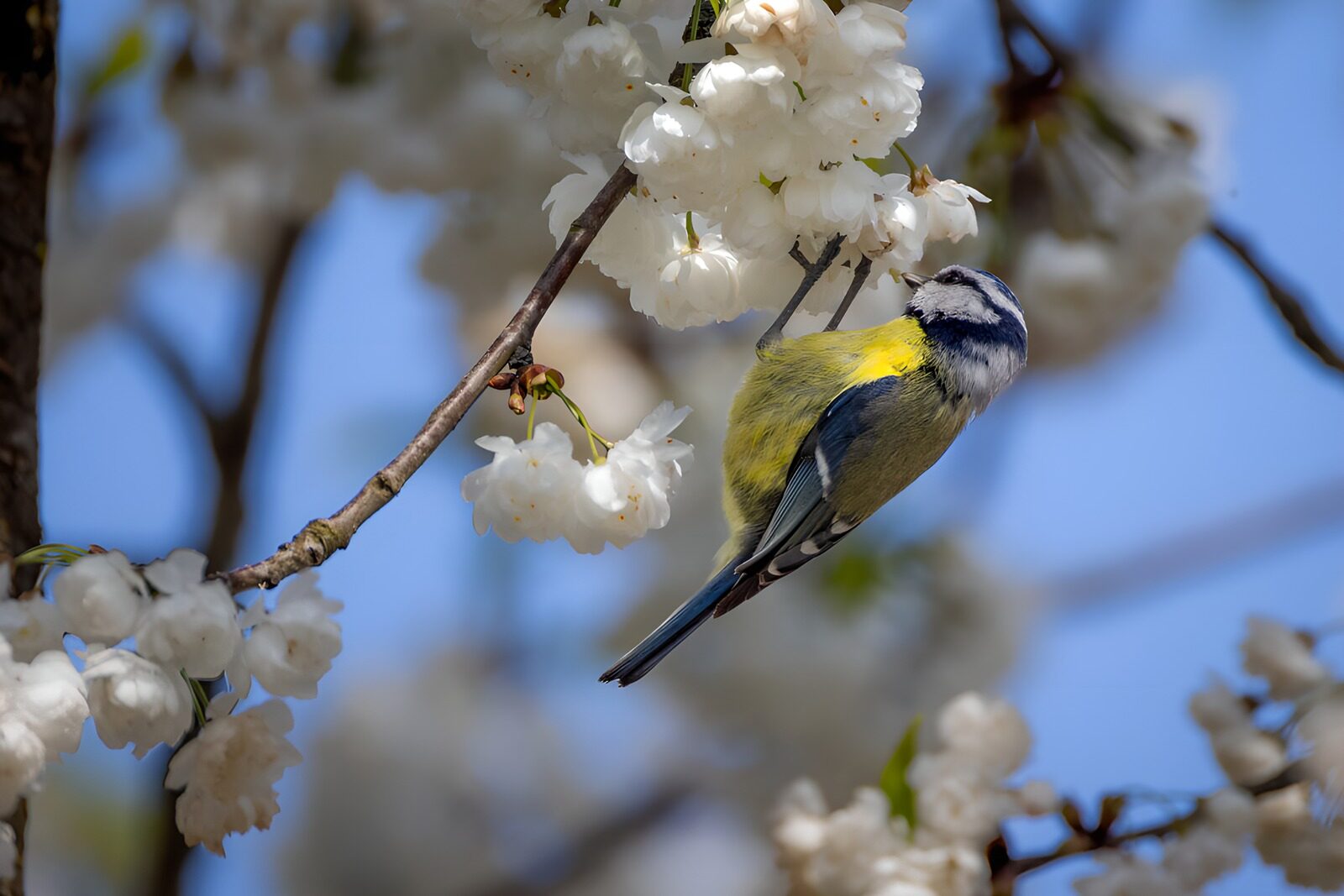 OCUK68583: Blue Tit on Cherry Blossom Branch