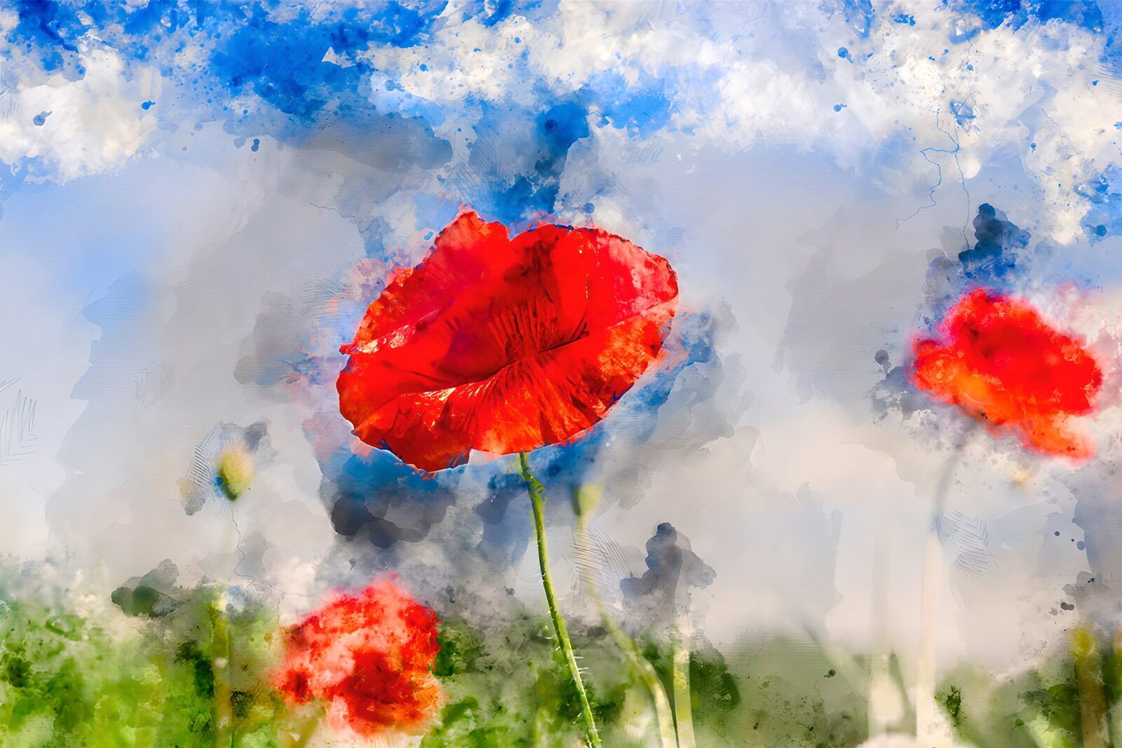OCUK48380: Vibrant Poppies Against a Blue Sky
