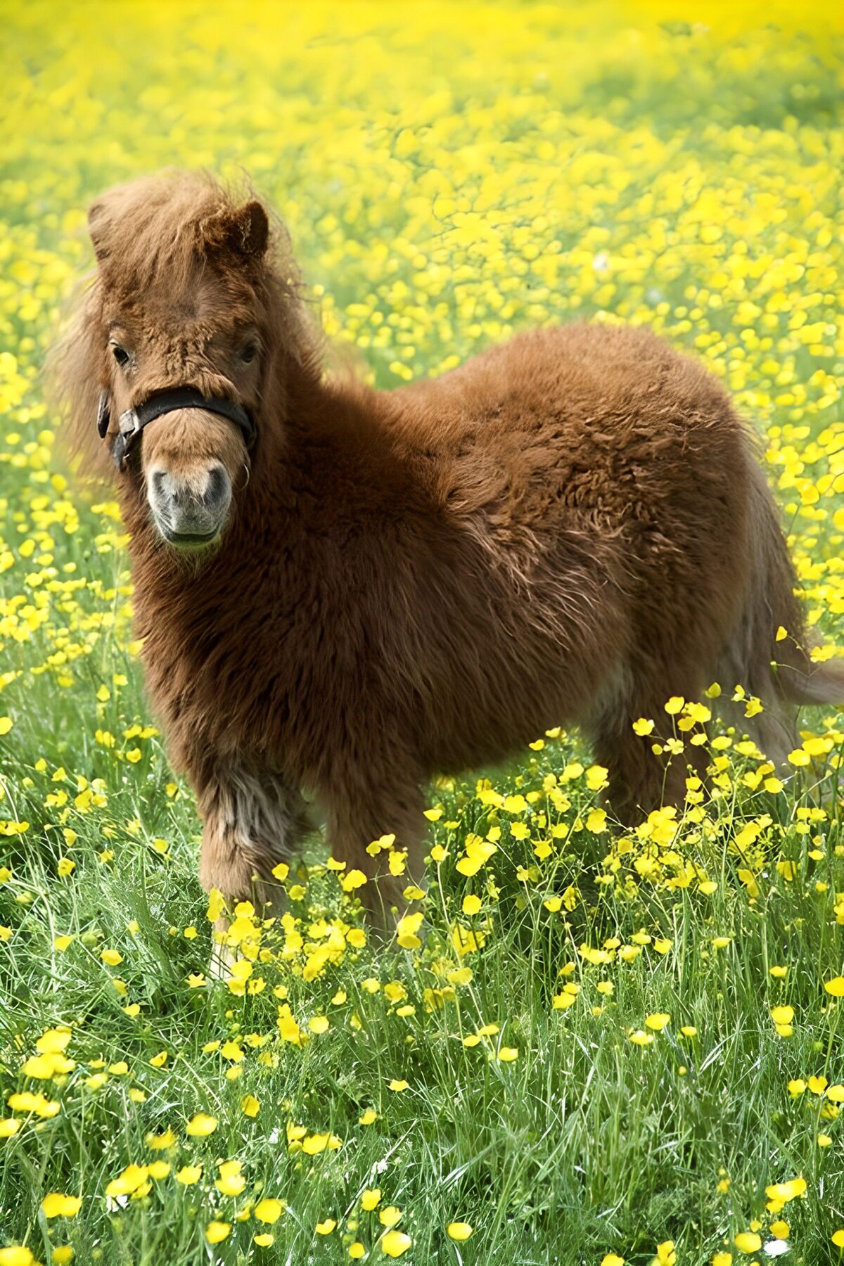 OCUK23514: Adorable Miniature Pony in a Flower Field