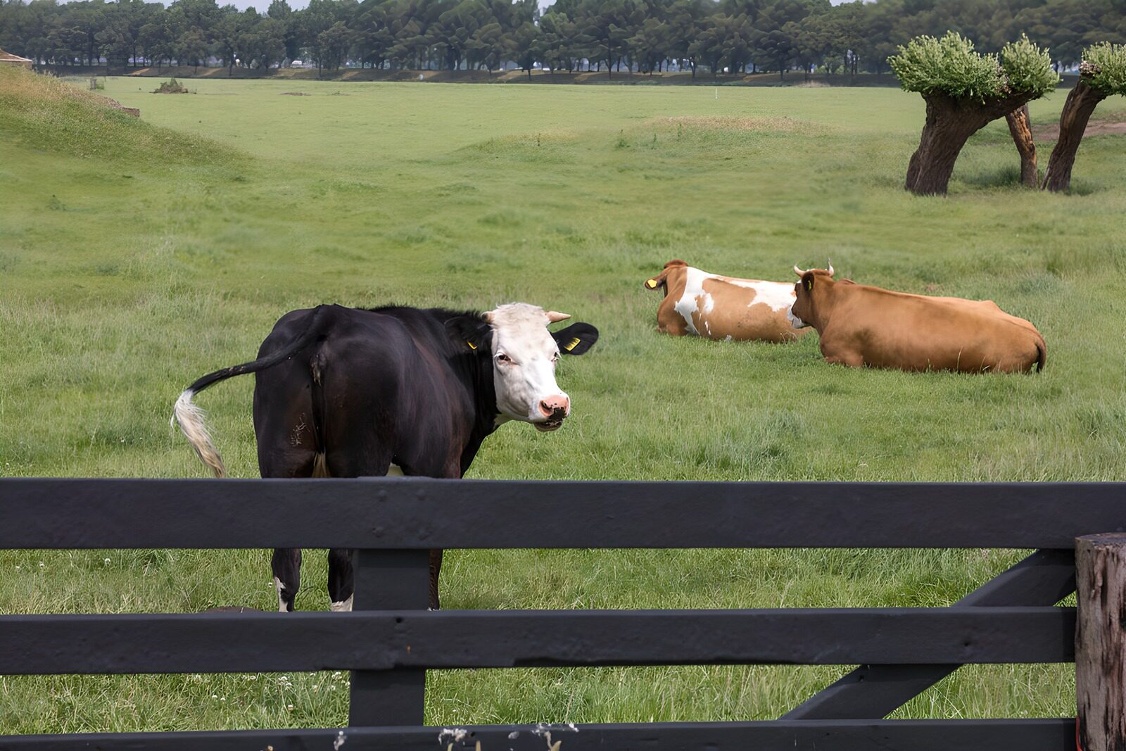 OCUK93070: Grazing Cows in a Green Pasture