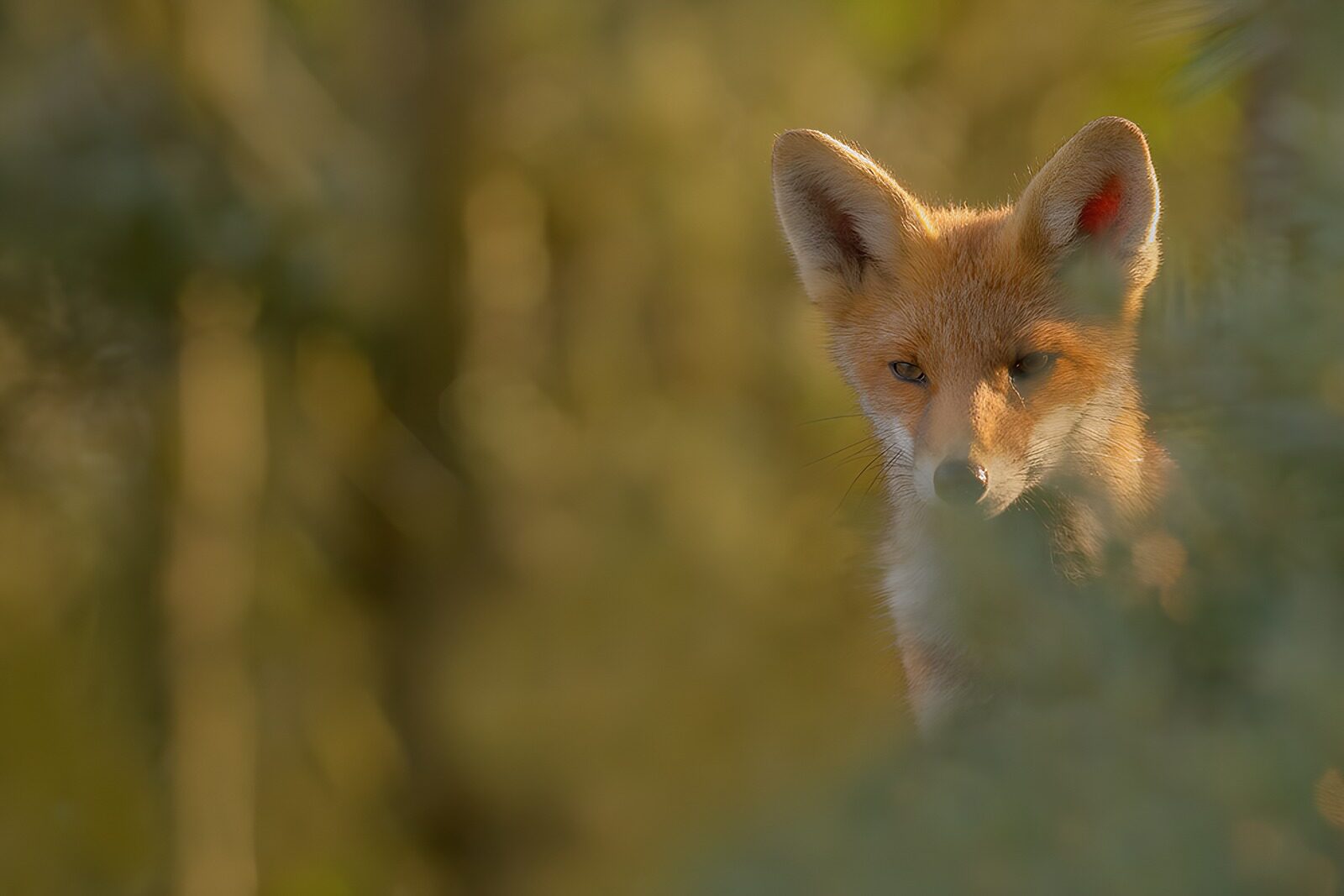 OCUK77651: Curious Fox in Sunlit Forest