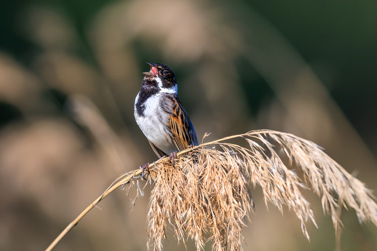 OCUK71689: Singing Bird on Reed
