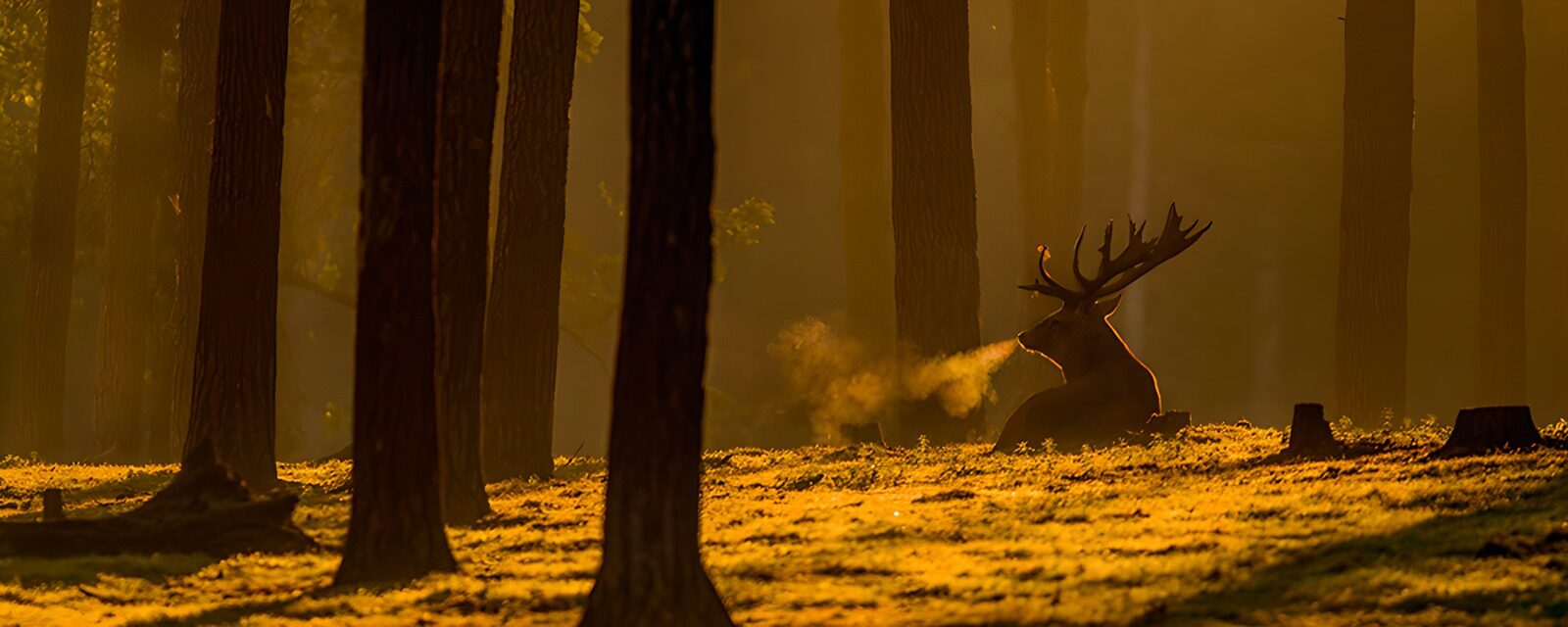 OCUK45772: Majestic Stag in Morning Mist