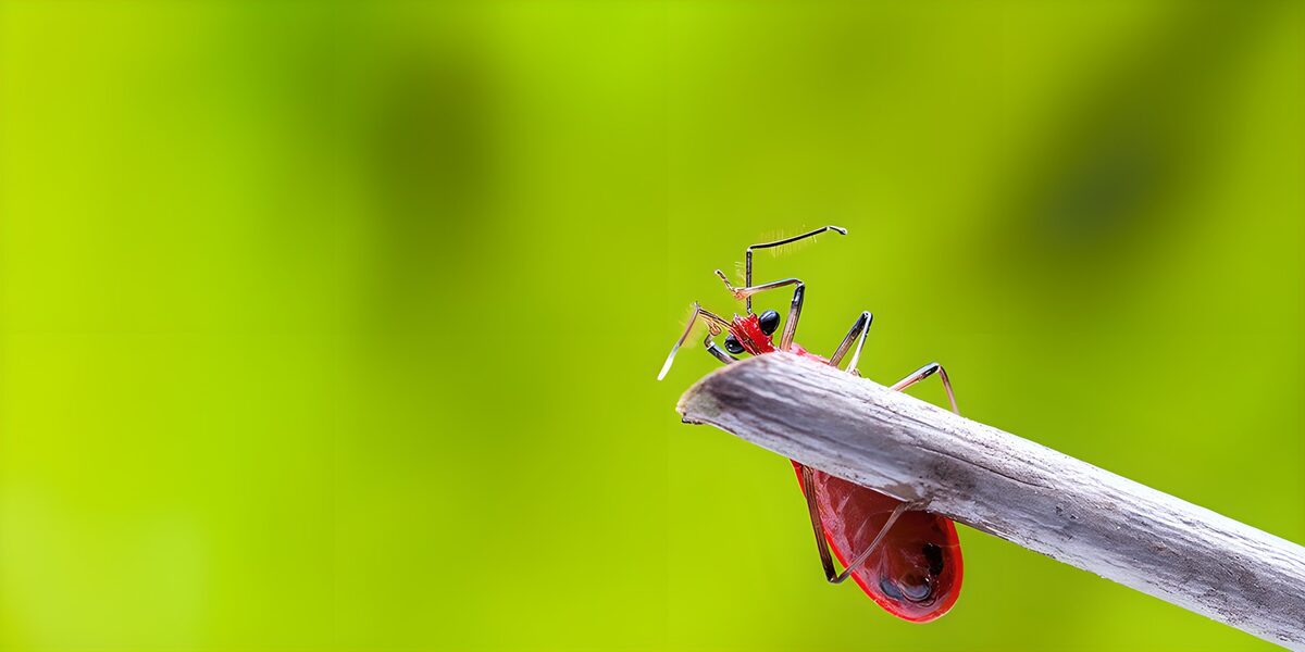 OCUK93795: Vibrant Red Insect on a Branch