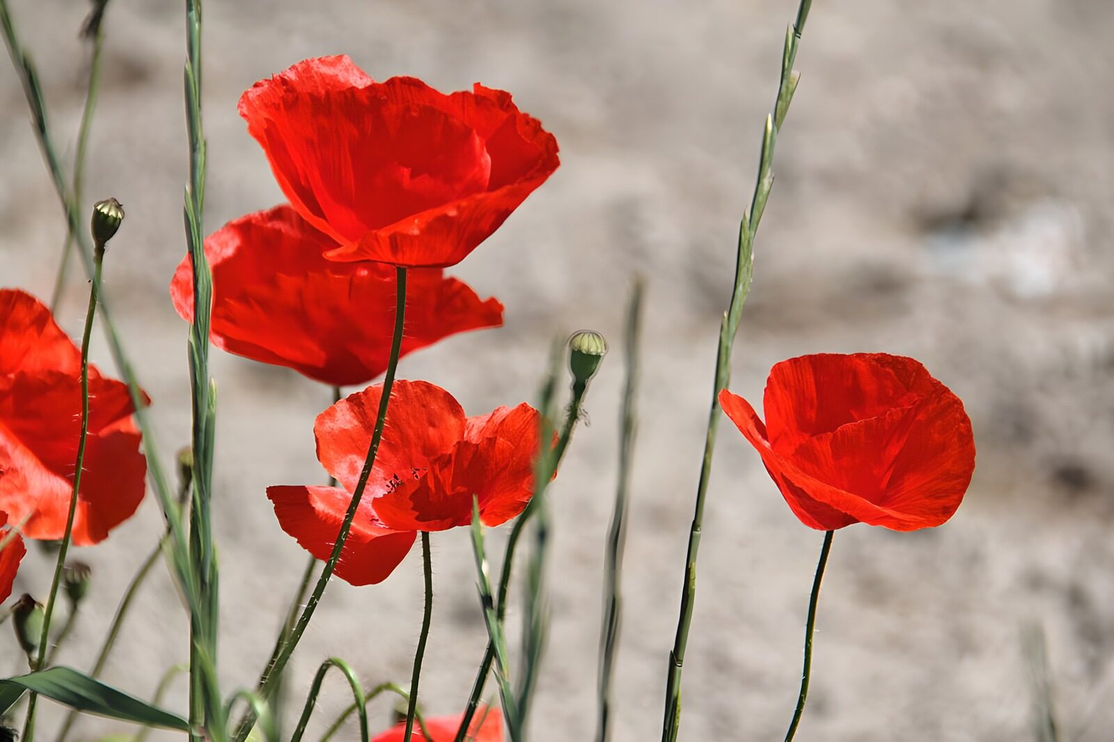 OCUK69278: Vibrant Red Poppies in Bloom