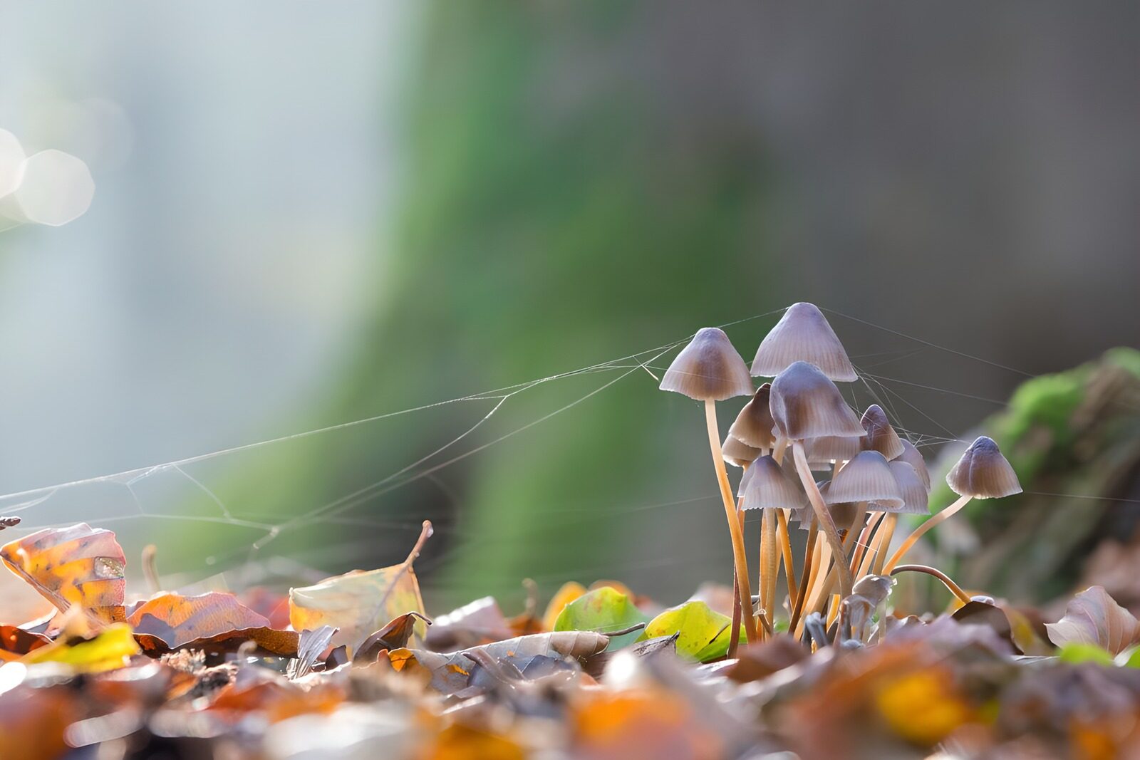 OCUK71556: Mushrooms at sunrise.