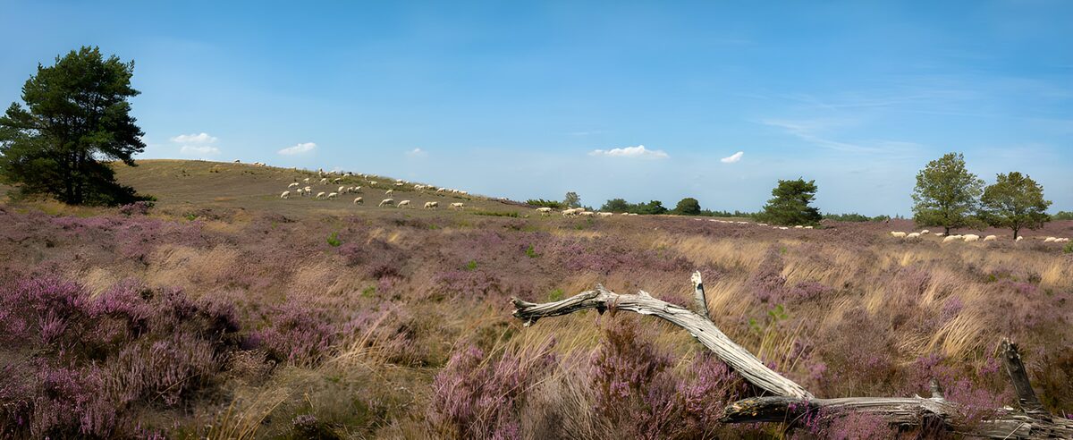 OCUK40792: Serene Heather Landscape with Grazing Sheep