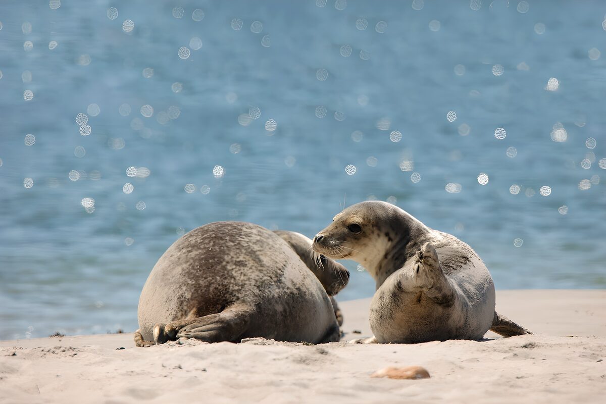 OCUK52061: Seals Lounging on the Beach