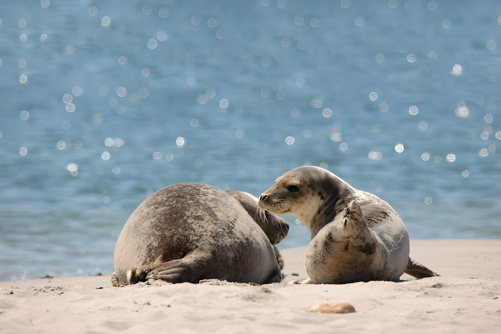 OCUK52061: Seals Lounging on the Beach