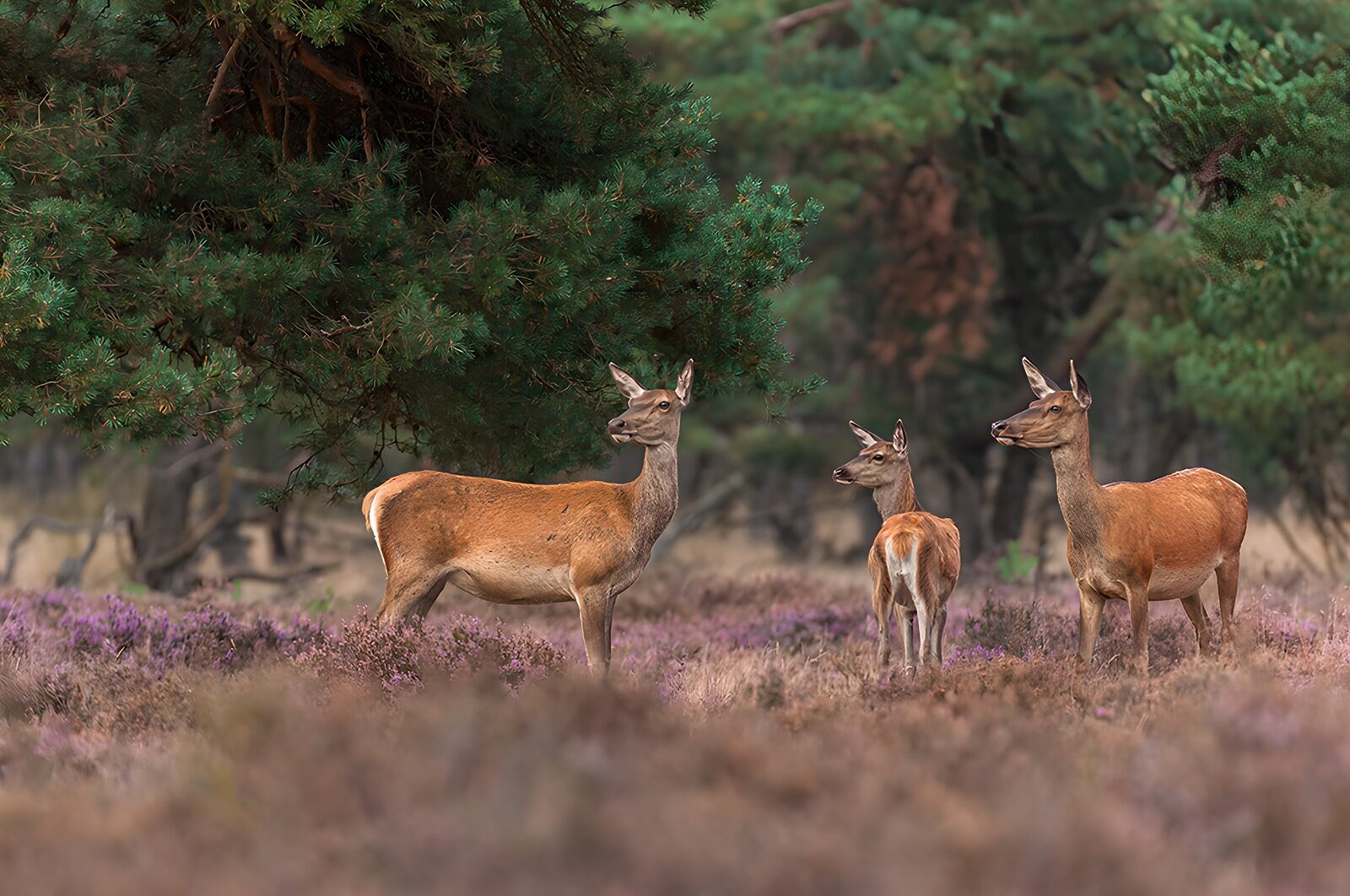 OCUK19484: Graceful Deer in Serene Meadow