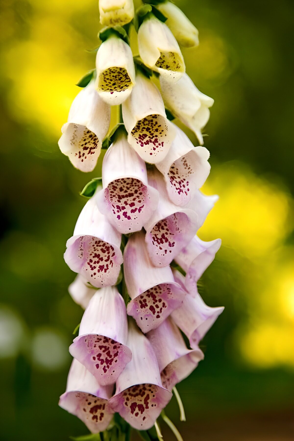 Elegant Foxglove Blooms