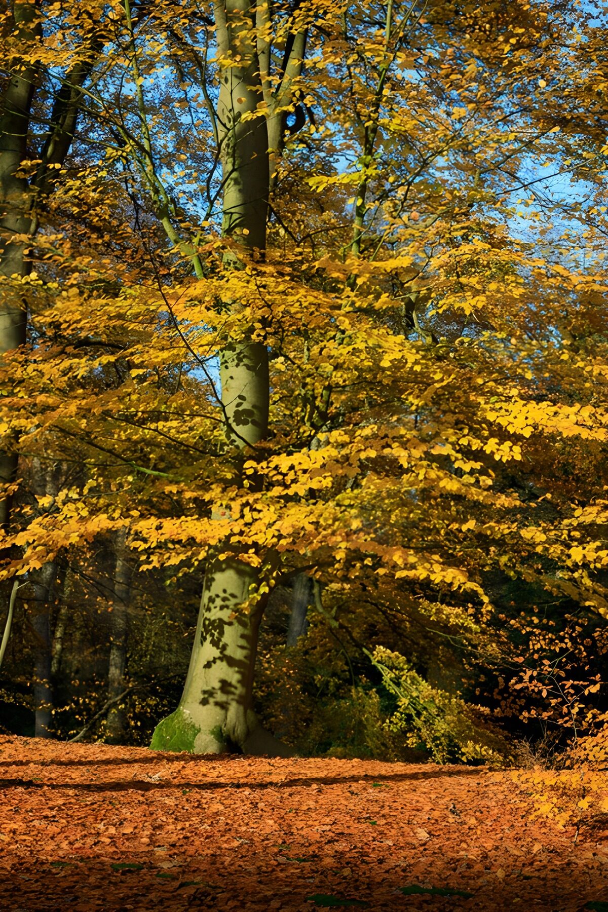 OCUK65049: Autumn Glow in the Forest