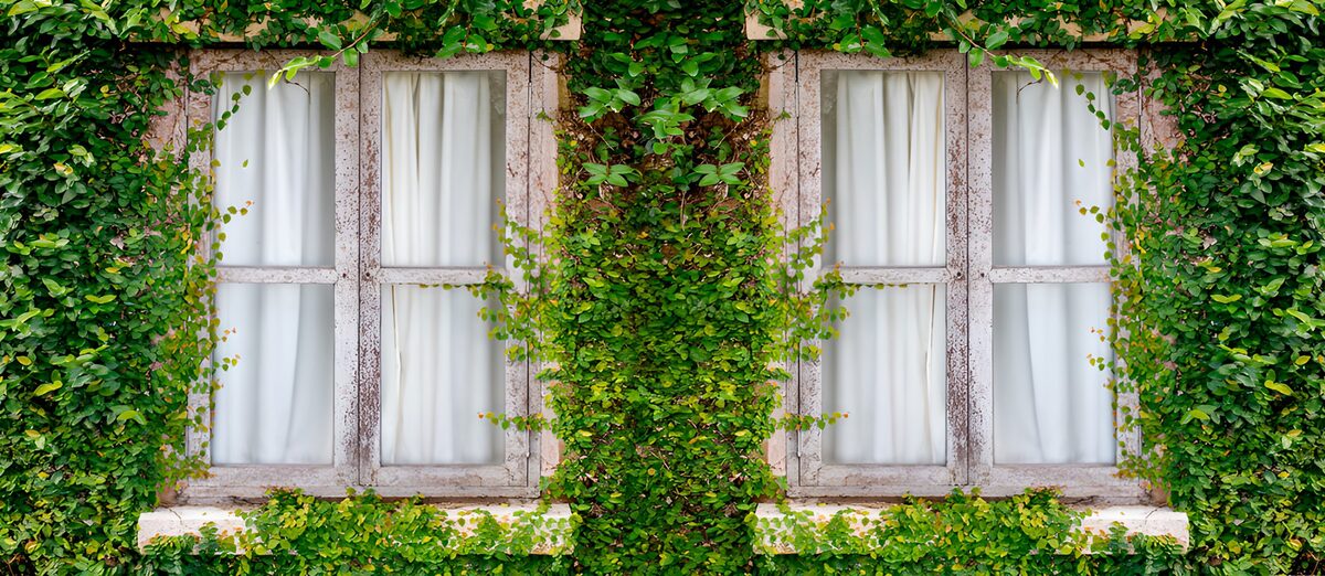 OCUK13479: Enchanted Ivy-Covered Window