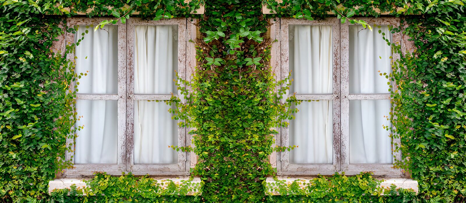 OCUK13479: Enchanted Ivy-Covered Window