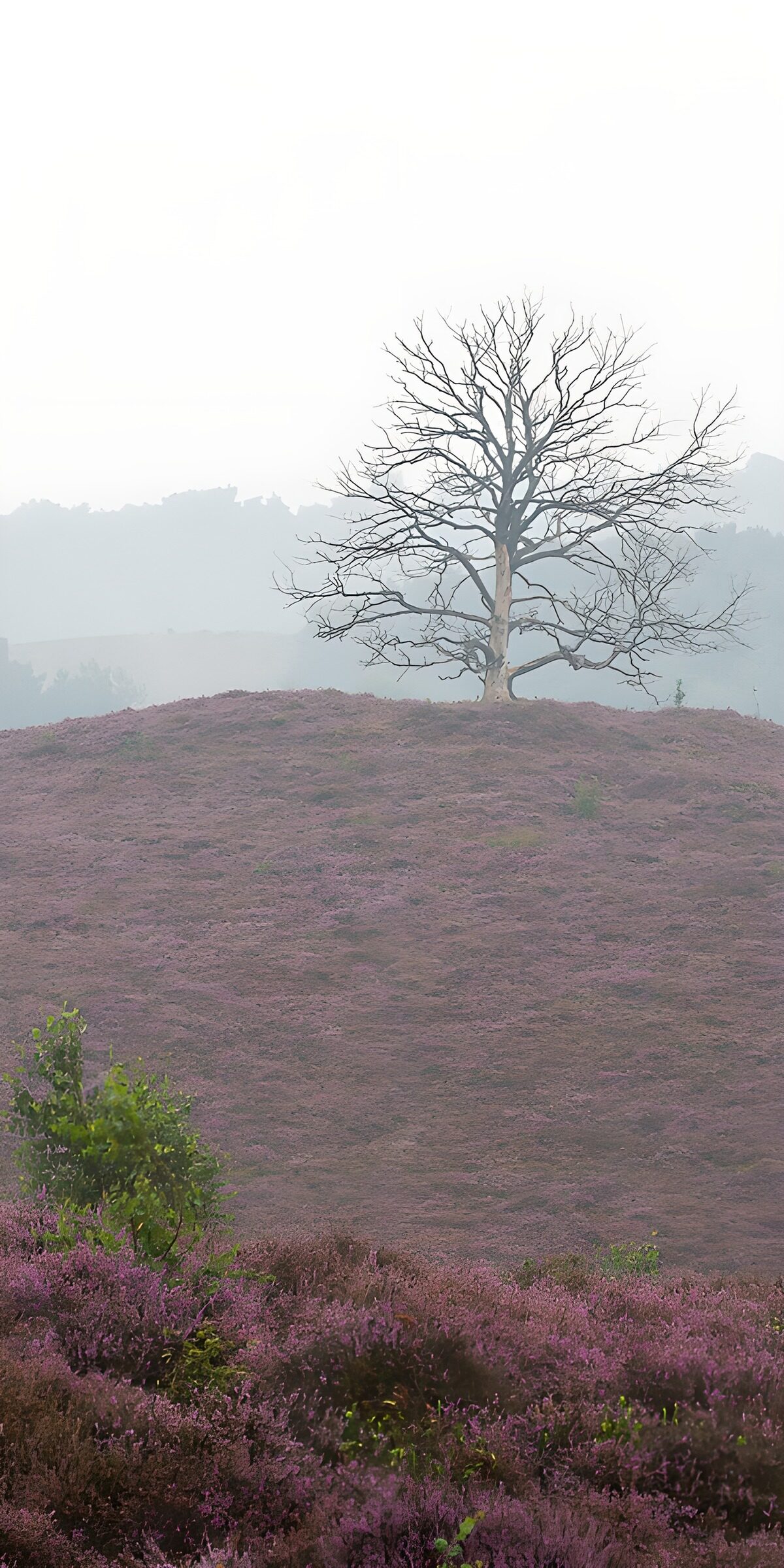 OCUK33710: Solitary Tree Amidst Purple Heather