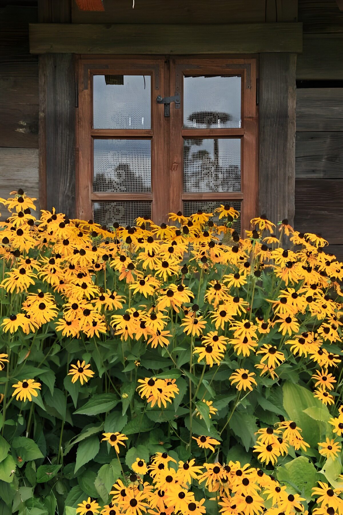 OCUK71947: Rustic Charm: Flowers by the Window