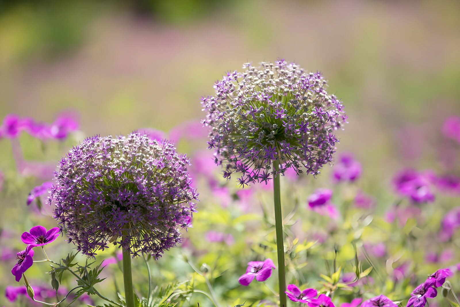 OCUK89416: Vibrant Purple Blossoms in Bloom
