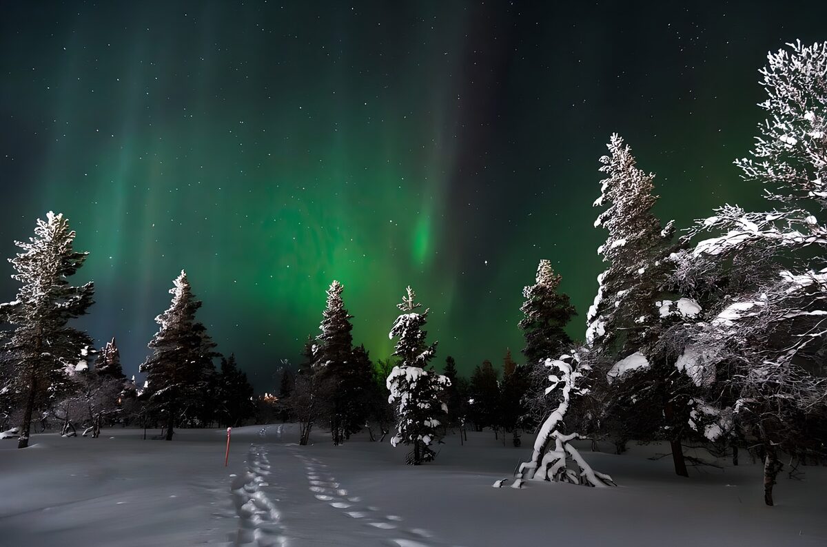 Enchanted Northern Lights Over Snowy Pines