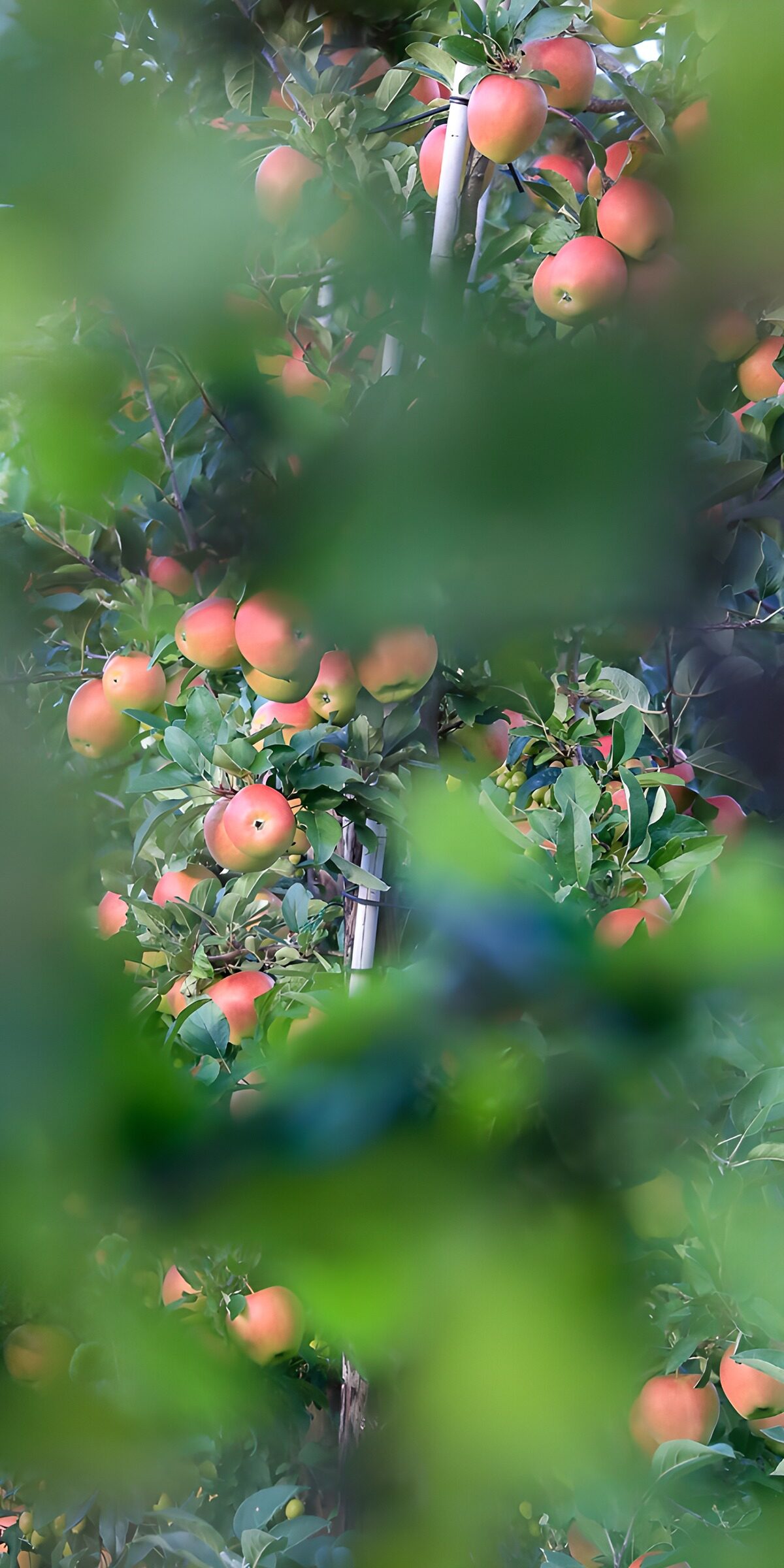 OCUK42109: Hidden Apples Amongst Green Foliage