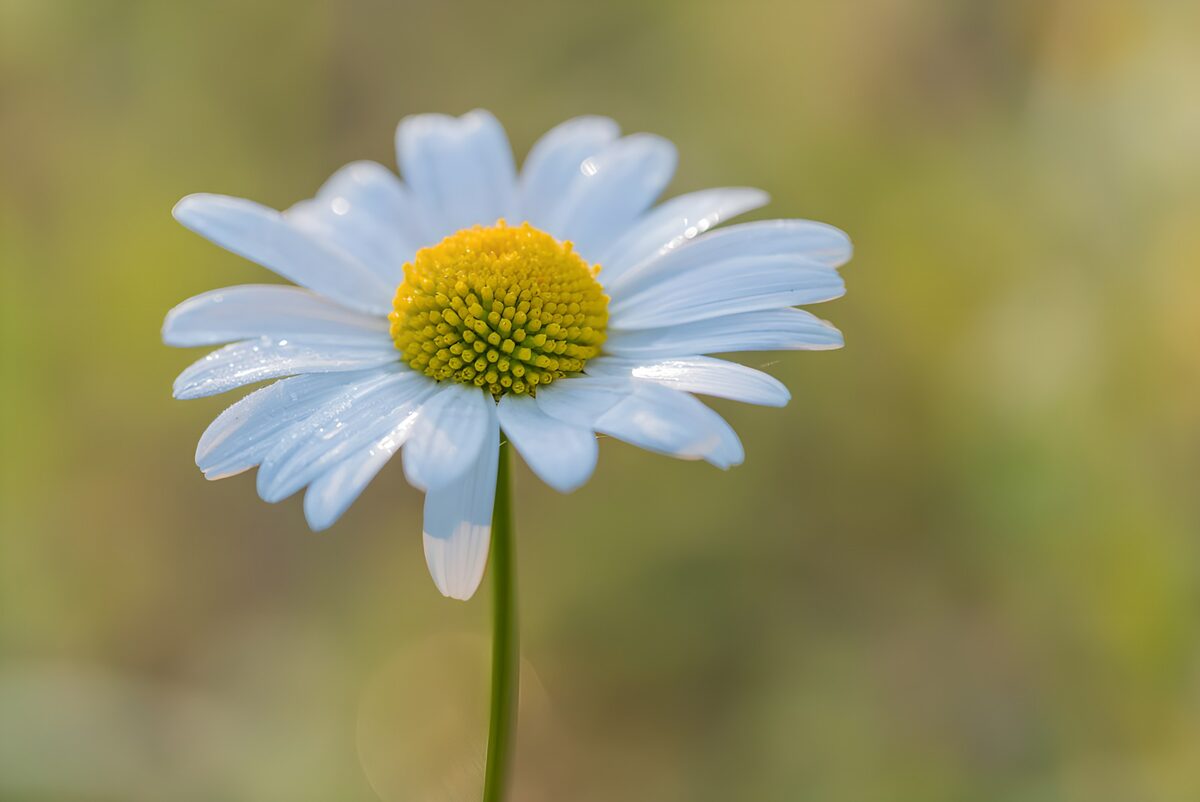 OCUK48992: Delicate Daisy in Morning Light