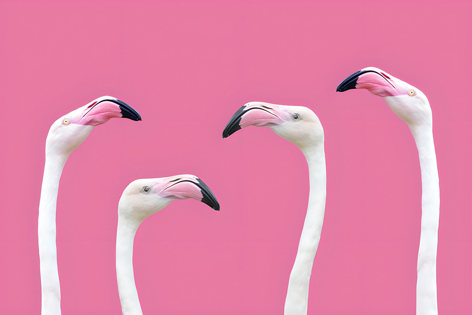 OCUK89786: Four Flamingo Heads Against Pink Background
