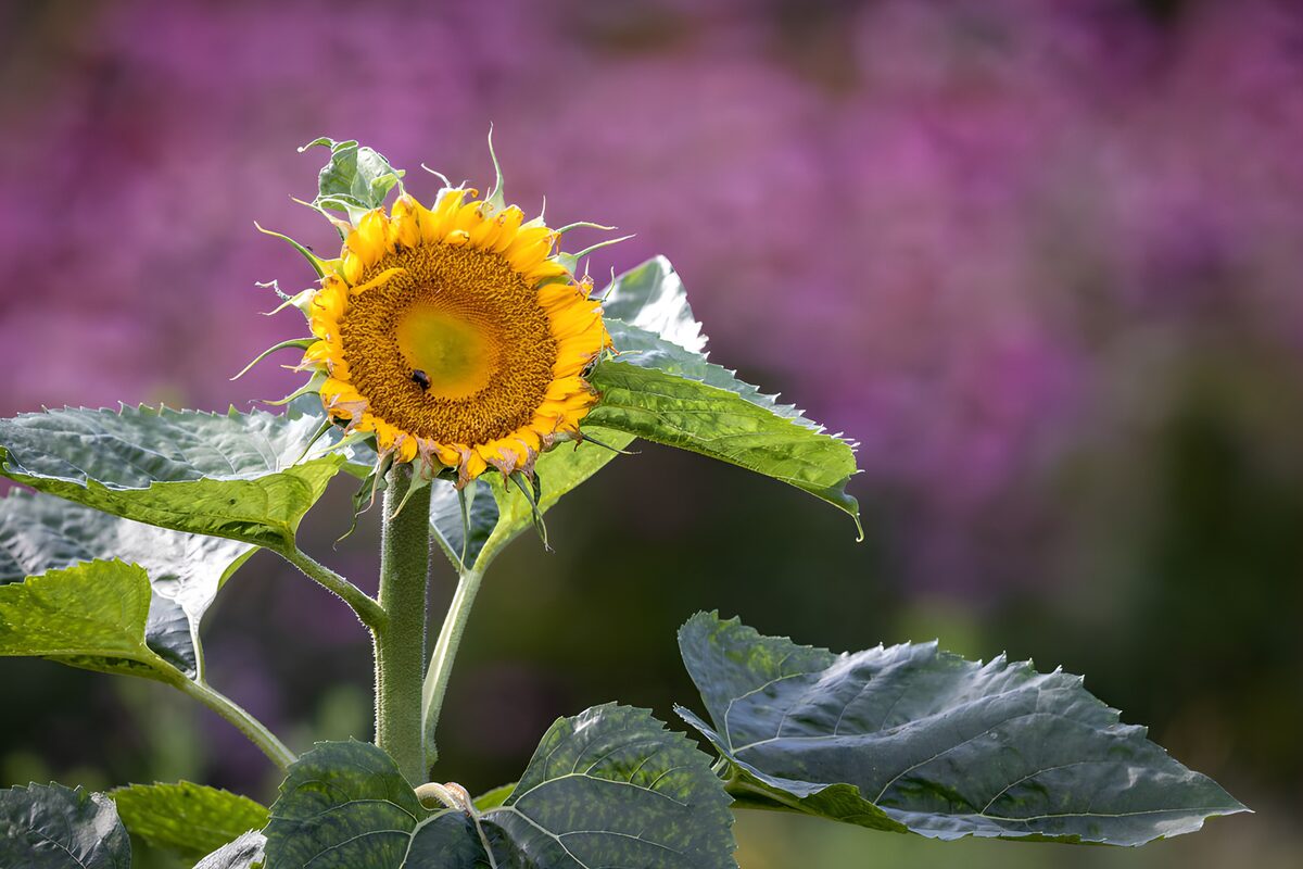 Bright Sunflower Against a Blurred Background