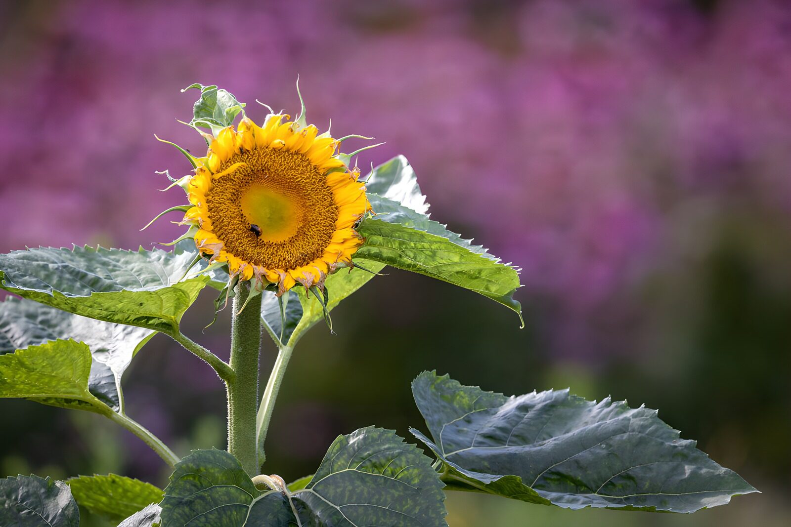 OCUK24522: Bright Sunflower Against a Blurred Background