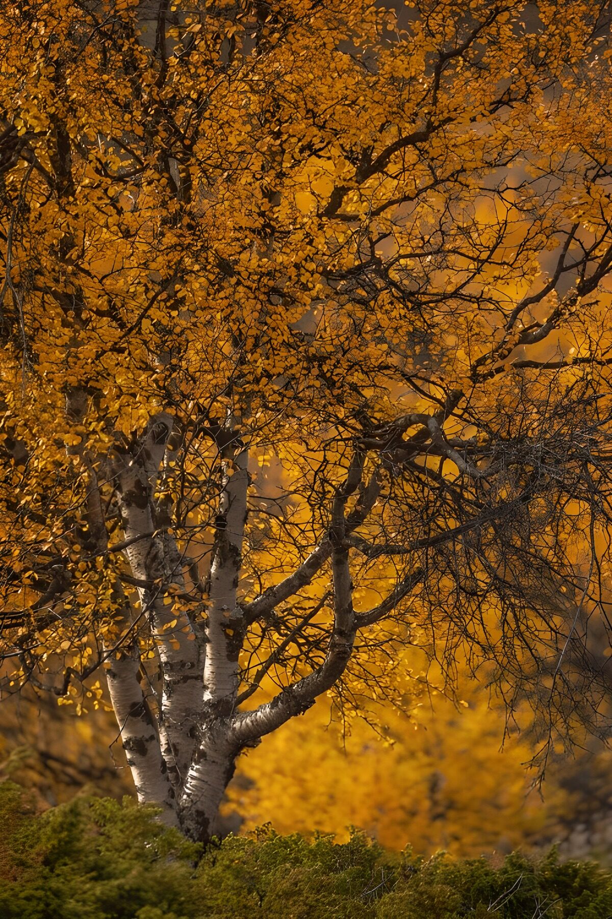 OCUK11485: Autumn's Golden Embrace